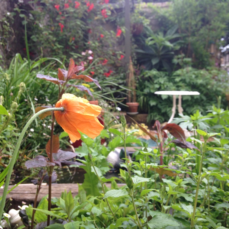plant image 82090 plant image 82090