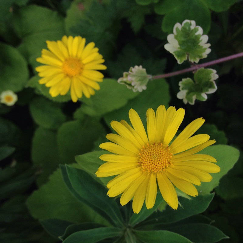 plant image 82093