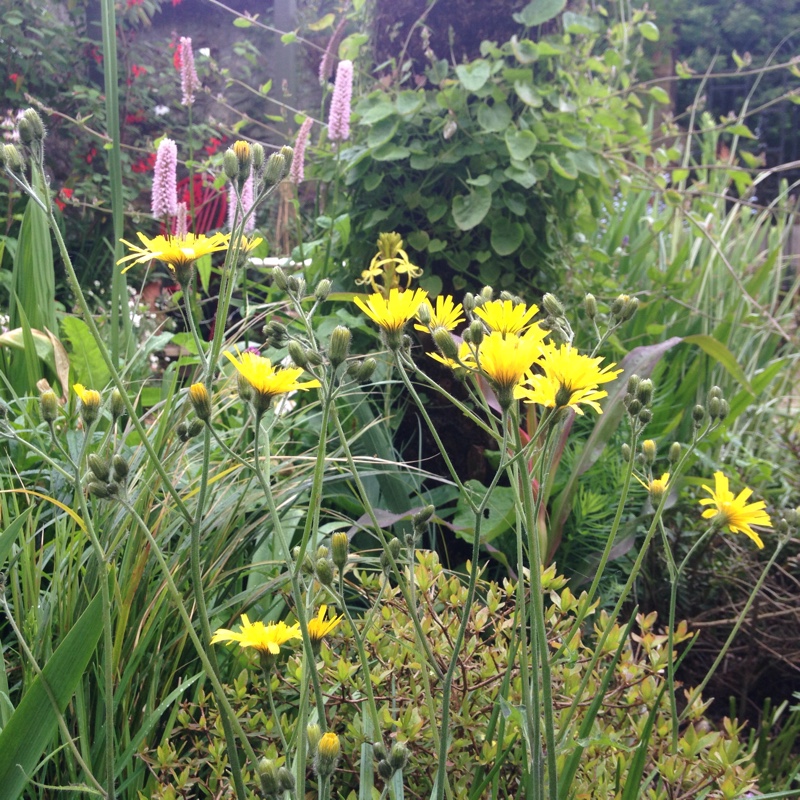 plant image 82096 plant image 82096