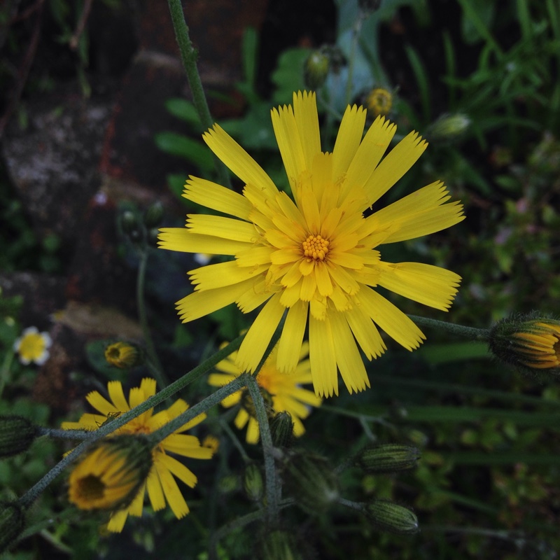 plant image 82098 plant image 82098