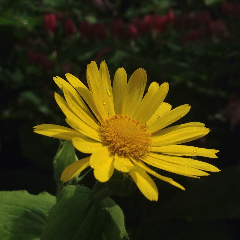 plant image 82102