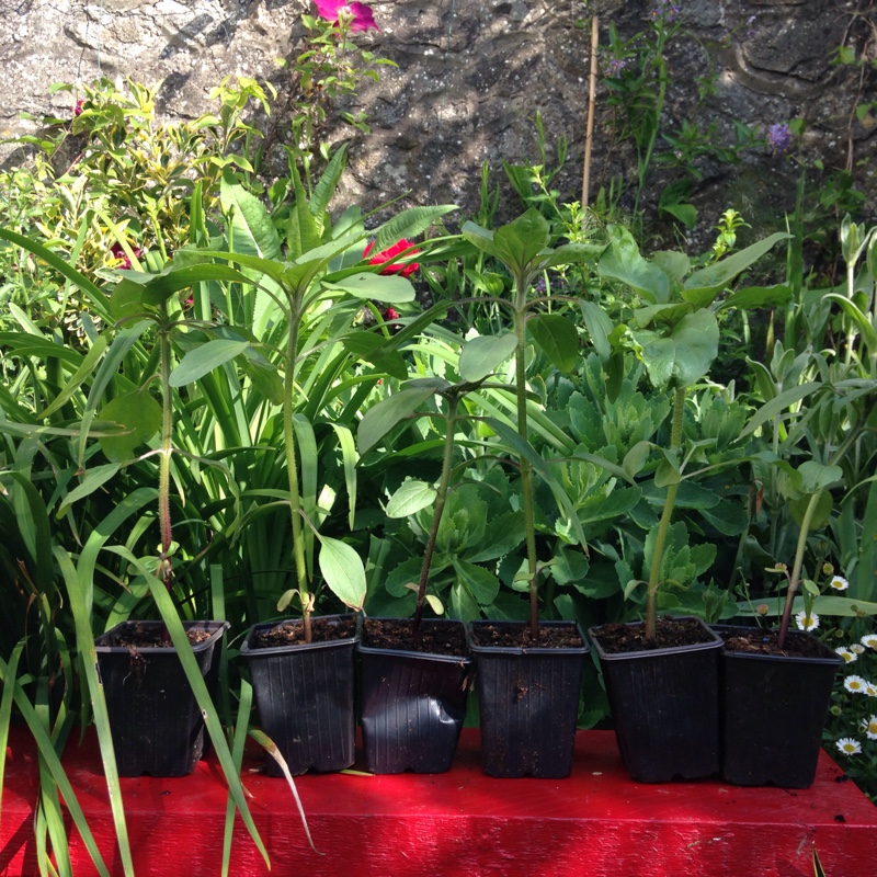 plant image 89267 plant image 89267
