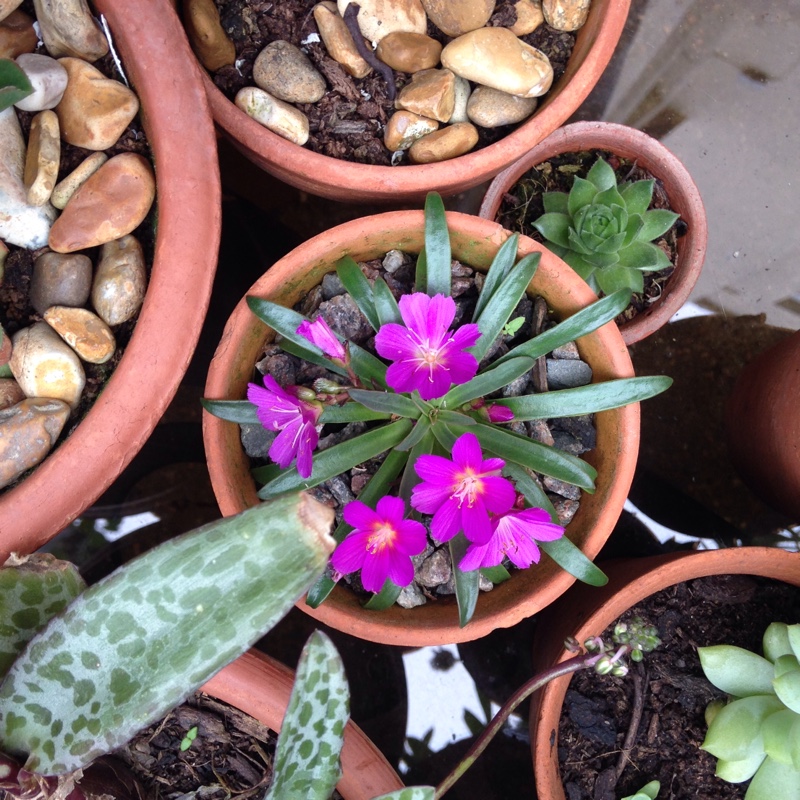 plant image 95377