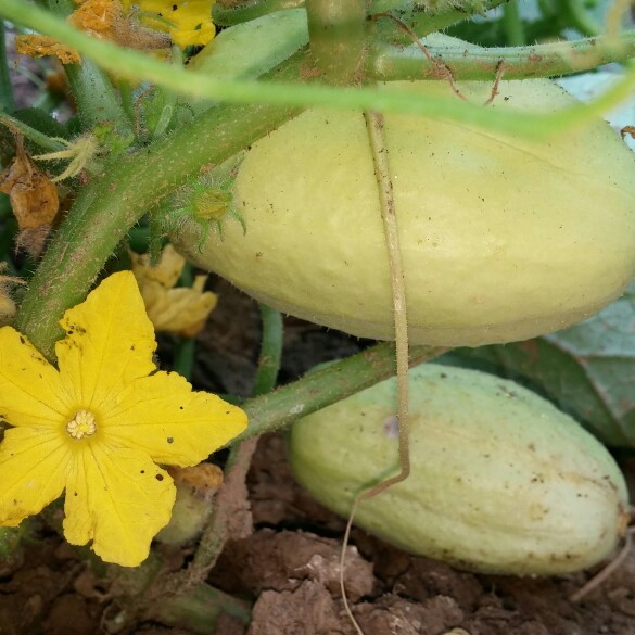 Inna's garden