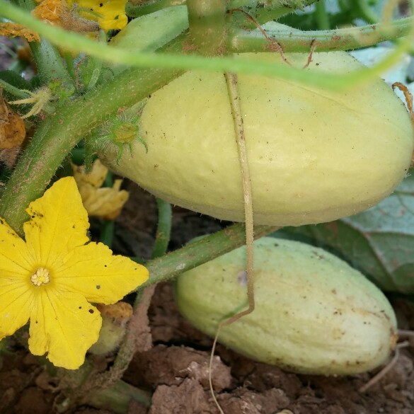 Inna's garden