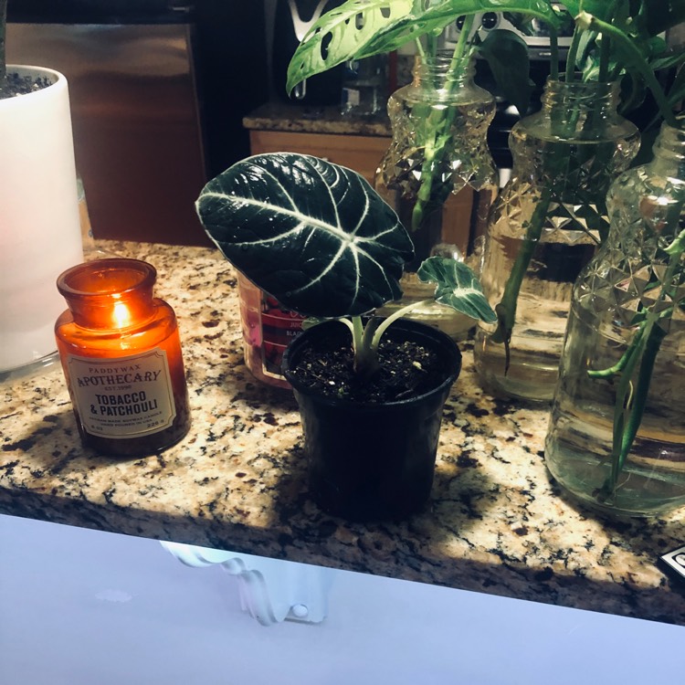 Plant image Alocasia 'Black Velvet'
