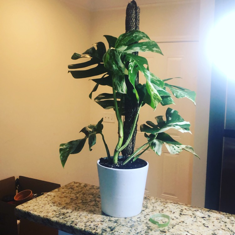 Plant image Monstera deliciosa 'Borsigiana Albovariegata' syn. Monstera borsigiana 'Albovariegata'