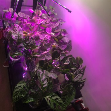 Halie's garden