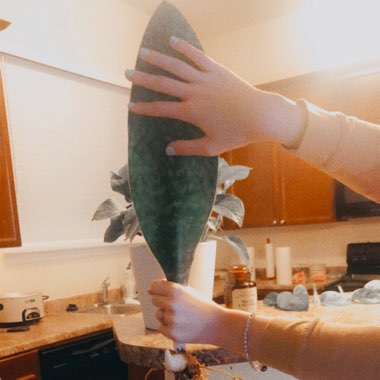 Whale Fin Sansevieria
