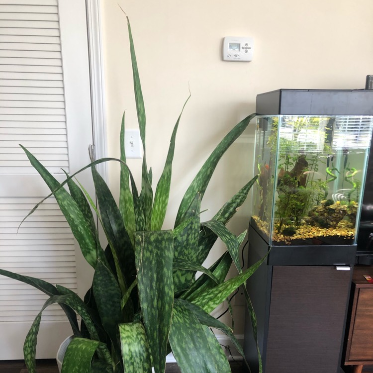 plant image 1435642