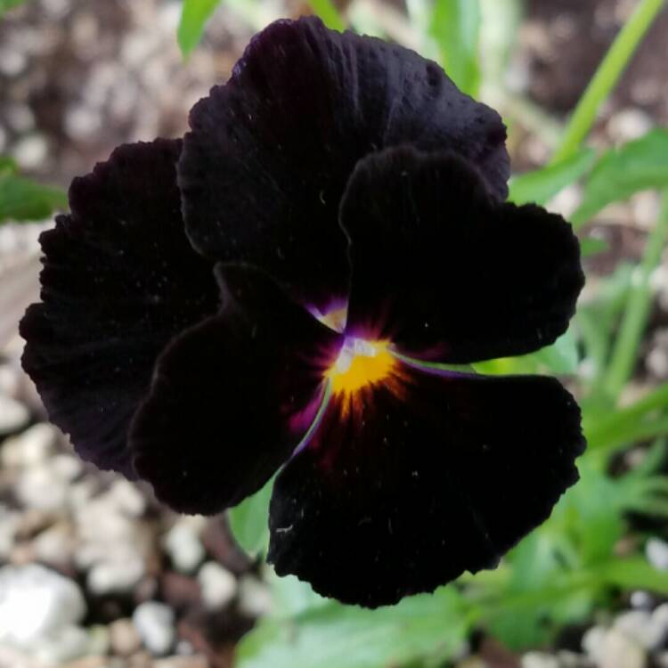Plant image Viola cornuta 'Molly Sanderson'
