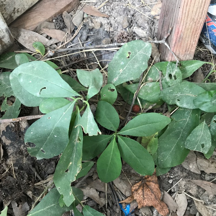 Plant image Brunfelsia grandiflora