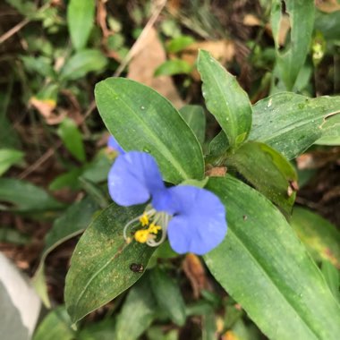 Tradescantia ohiensis