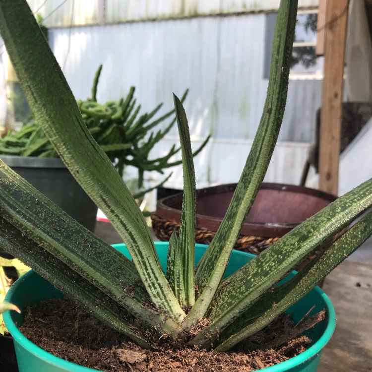 Plant image Gasteria Big Brother