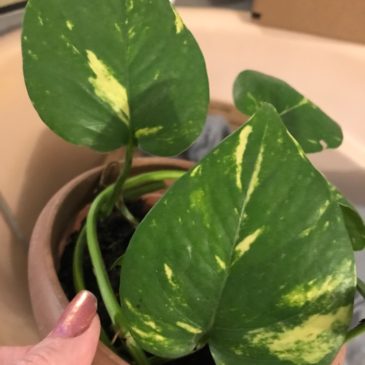 plant image 1376389