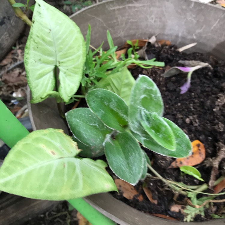 Plant image Syngonium podophyllum 'Holly'