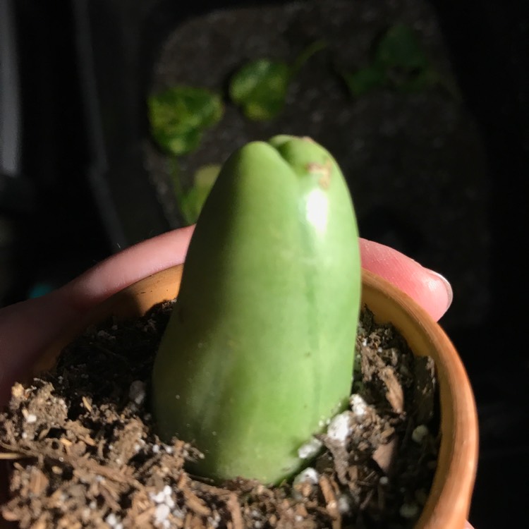 Plant image Trichocereus Bridgesii 'Monstrose'