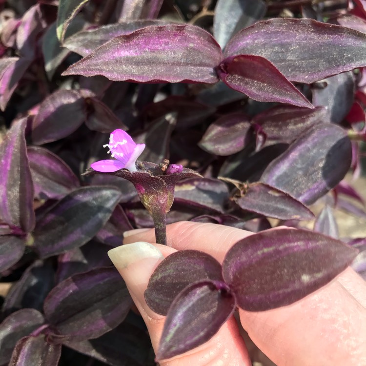 plant image 1460610