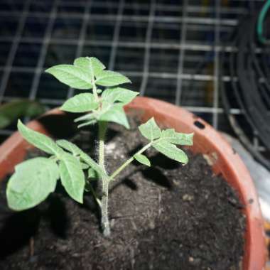 Cherry Tomato 'Tiny Tim'