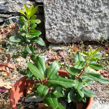 Arbutus unedo