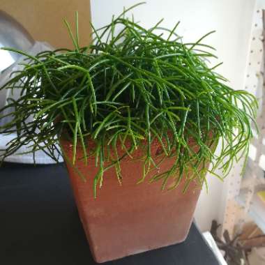 Rhipsalis