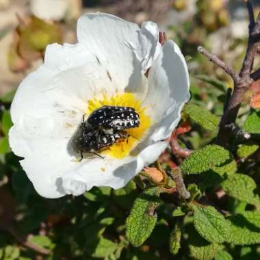 Cistus albidus f. 'albus'