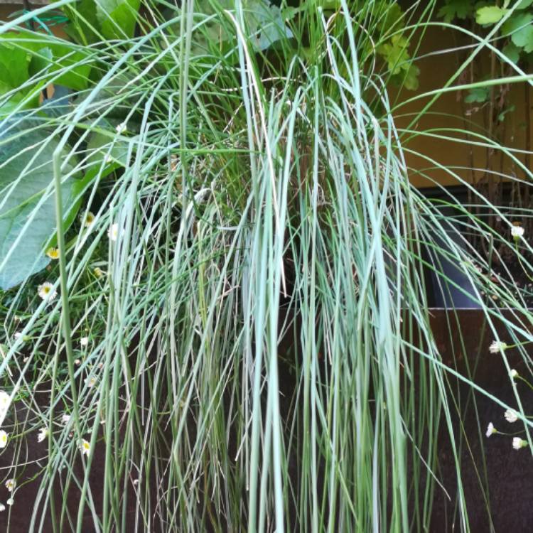 plant image 745653