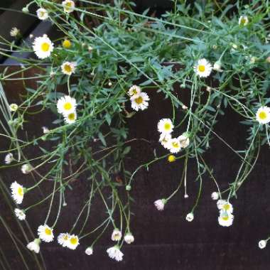 Erigeron karvinskianus