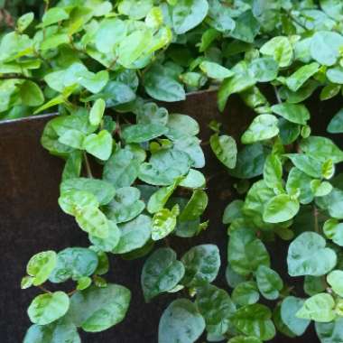 Ficus pumila