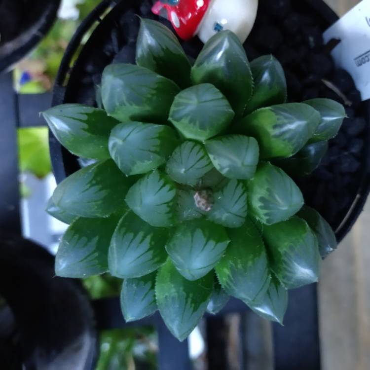 plant image 1371960