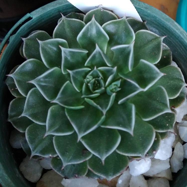plant image 1371967