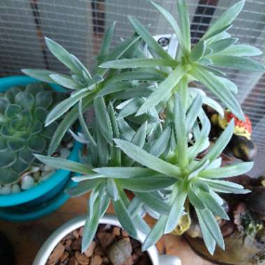 Dudleya 'Farinosa'
