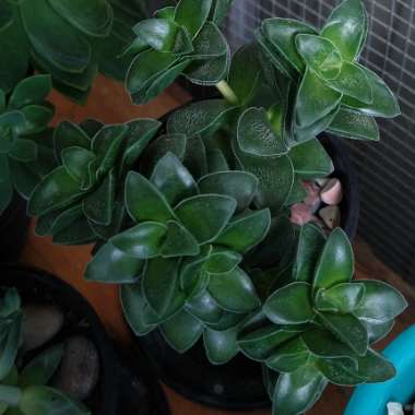 Crassula 'Springtime'
