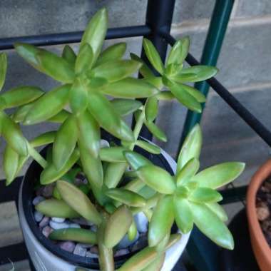 Sedum 'Adolphi'