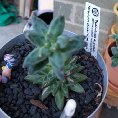 Pachyphytum ‘Chiseled Stones'