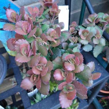 Kalanchoe