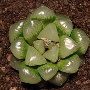 Inverdale's plant