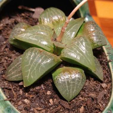 Inverdale's plant