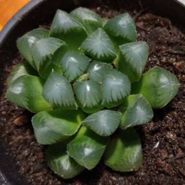 Inverdale's plant