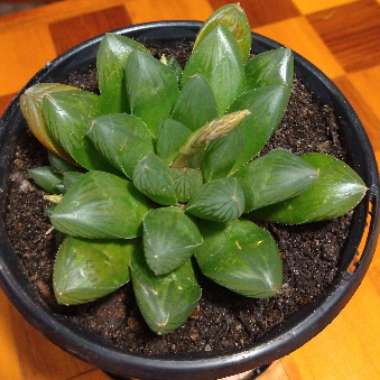 Inverdale's plant