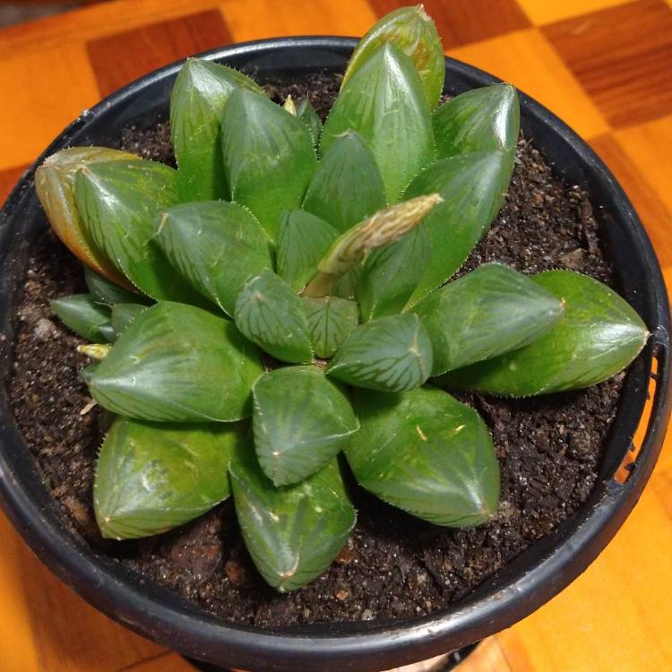 Plant image Haworthia Cooperi Lipstick