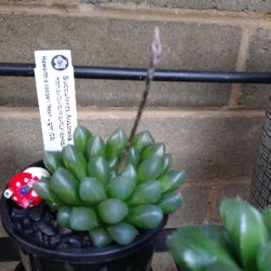 Haworthia 'Cooperi var. Neon Light'