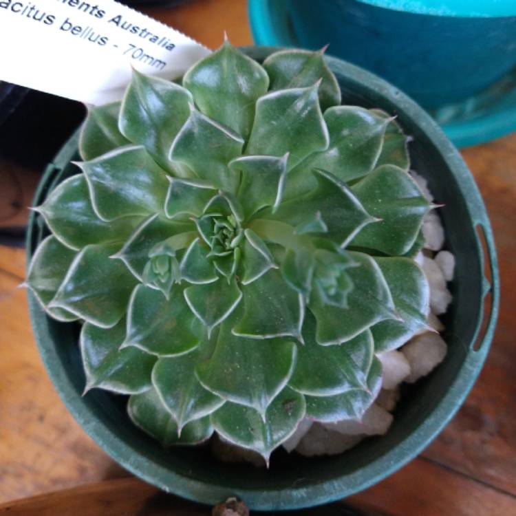 Plant image Tacitus Bellus syn.Graptopetalum Bellum