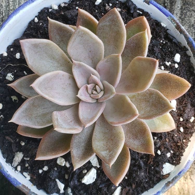 plant image 1114135 plant image 1114135