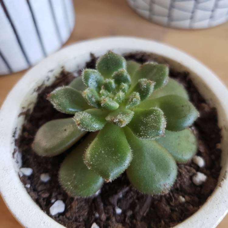 Plant image Echeveria Fantasia Carol