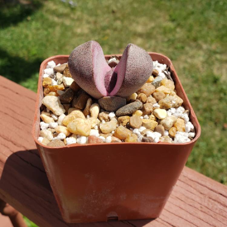plant image 1138081