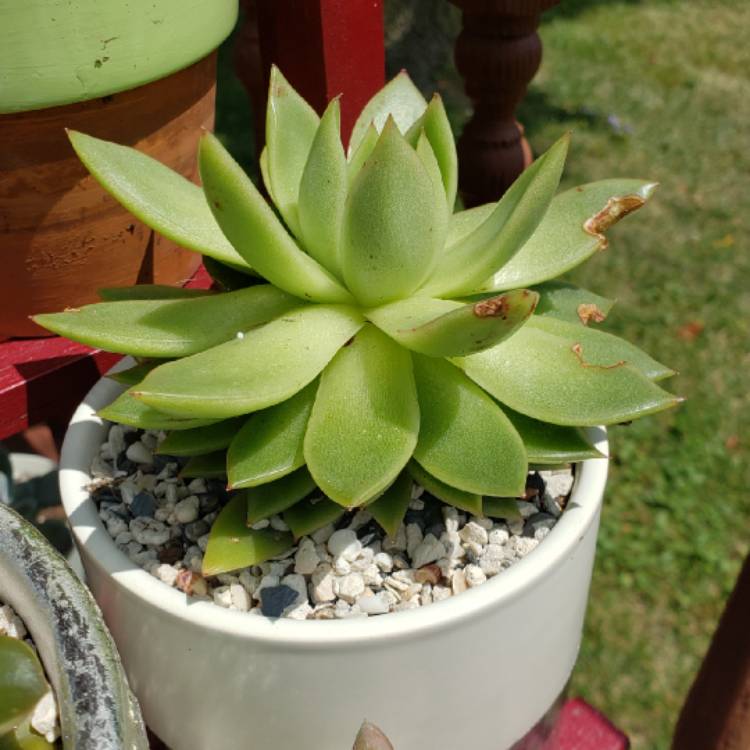 plant image 1138098 plant image 1138098