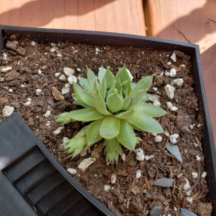 plant image 1138117 plant image 1138117