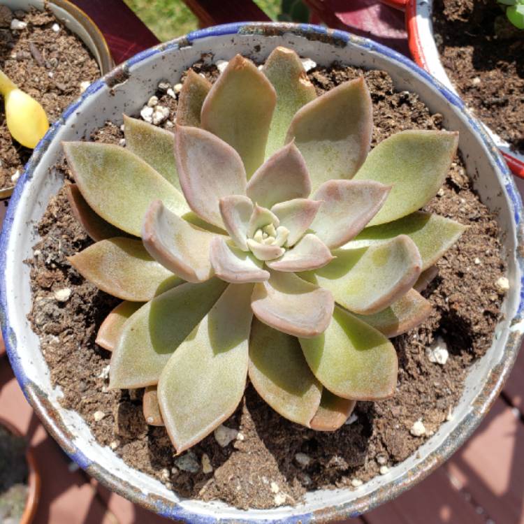 plant image 1138128 plant image 1138128