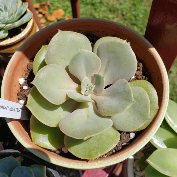 plant image 1138134 plant image 1138134